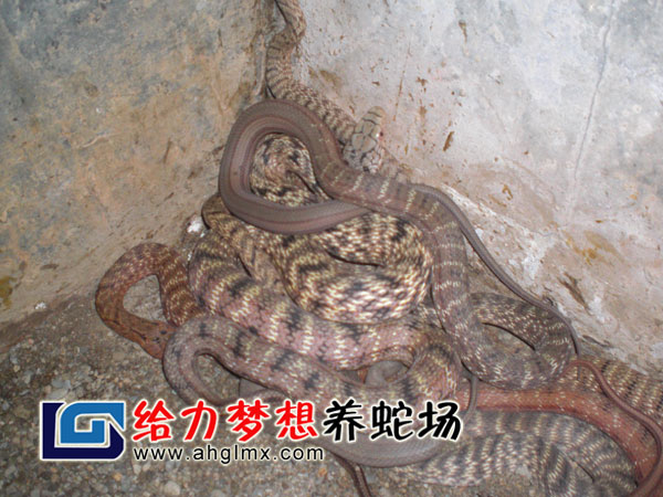 �����g����������